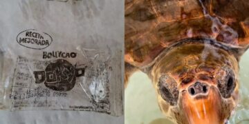 Pula, lieto fine per la tartaruga marina che aveva mangiato tanta plastica