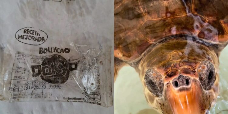 Pula, lieto fine per la tartaruga marina che aveva mangiato tanta plastica