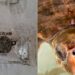 Pula, lieto fine per la tartaruga marina che aveva mangiato tanta plastica