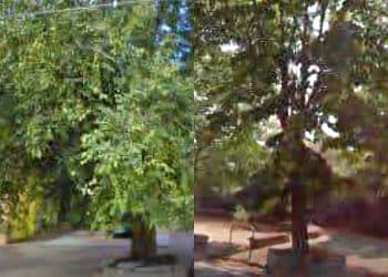 Orotelli, la riforestazione urbana per combattere il gran caldo: guerra a chi taglia il verde senza autorizzazione