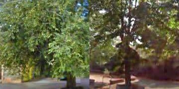 Orotelli, la riforestazione urbana per combattere il gran caldo: guerra a chi taglia il verde senza autorizzazione