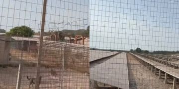 Carbonia, pannelli fotovoltaici a due passi dal canile: calore eccessivo e un ronzio continuo disturbano gli animali