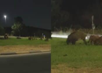 Festa notturna nella rotatoria a Sinnai, gruppo di cinghiali rasa l’erba del prato: “Sono un pericolo”