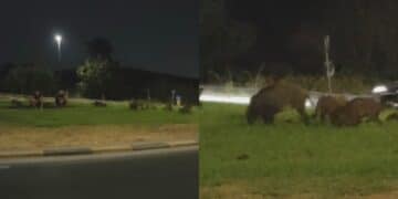 Festa notturna nella rotatoria a Sinnai, gruppo di cinghiali rasa l’erba del prato: “Sono un pericolo”