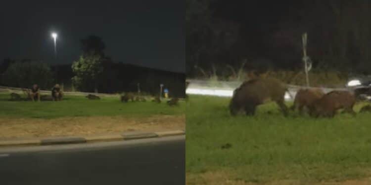 Festa notturna nella rotatoria a Sinnai, gruppo di cinghiali rasa l’erba del prato: “Sono un pericolo”
