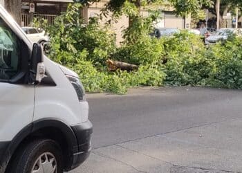 Cagliari, grosso ramo cade in via Cugia di fronte al Dettori