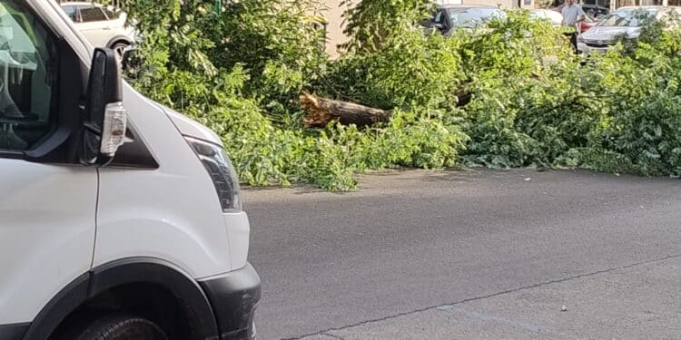 Cagliari, grosso ramo cade in via Cugia di fronte al Dettori