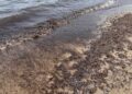 Irriconoscibile Poetto, la spiaggia dei cagliaritani invasa da alghe scure: anche entrare in mare è un’impresa (VIDEO)