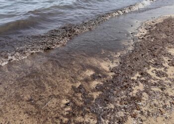 Irriconoscibile Poetto, la spiaggia dei cagliaritani invasa da alghe scure: anche entrare in mare è un’impresa (VIDEO)