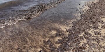 Irriconoscibile Poetto, la spiaggia dei cagliaritani invasa da alghe scure: anche entrare in mare è un’impresa (VIDEO)