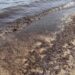 Irriconoscibile Poetto, la spiaggia dei cagliaritani invasa da alghe scure: anche entrare in mare è un’impresa (VIDEO)
