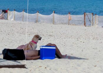 Poetto, davanti all’Ospedale Marino l’area per gli amici a quattro zampe in riva al mare
