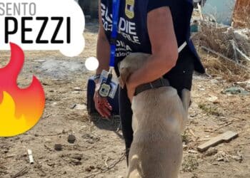 Cani legati e abbandonati sotto il sole: raffica di ordinanze contro l’inciviltà dai sindaci nel Cagliaritano