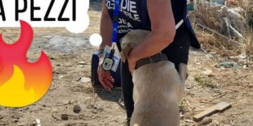 Cani legati e abbandonati sotto il sole: raffica di ordinanze contro l’inciviltà dai sindaci nel Cagliaritano