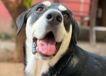 Villacidro, multe a chi permette ai propri cani di vagabondare per le vie del paese