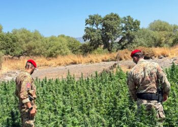 Ozieri, allevatore in arresto per coltivazione di cannabis e porto d’arma clandestina