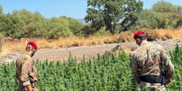 Ozieri, allevatore in arresto per coltivazione di cannabis e porto d’arma clandestina