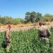 Ozieri, allevatore in arresto per coltivazione di cannabis e porto d’arma clandestina