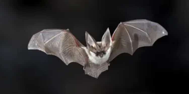 Un pipistrello gli piomba sul viso durante il sonno e contrae la rabbia: morto un 11enne