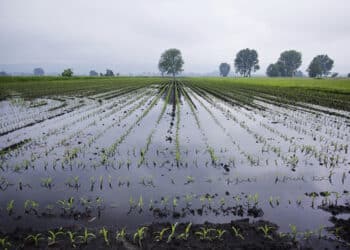 Agricoltura sarda in ginocchio, Sorgia: “Paradossale destinare 30 milioni alla fusione degli aeroporti”
