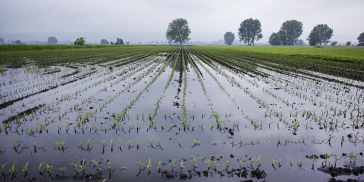 Agricoltura sarda in ginocchio, Sorgia: “Paradossale destinare 30 milioni alla fusione degli aeroporti”