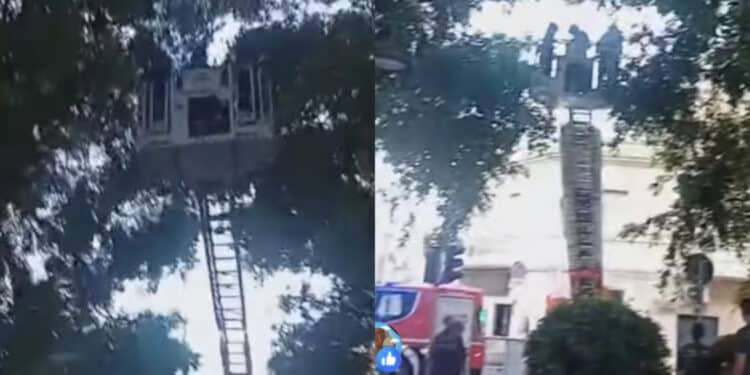 Pirri, pappagallino incastrato in una  rete salvato dai vigili del fuoco