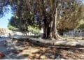 Cagliari, piazza Matteotti deturpata dai vandali: crollano anche le transenne che abbracciano il Ficus secolare