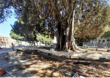 Cagliari, piazza Matteotti deturpata dai vandali: crollano anche le transenne che abbracciano il Ficus secolare