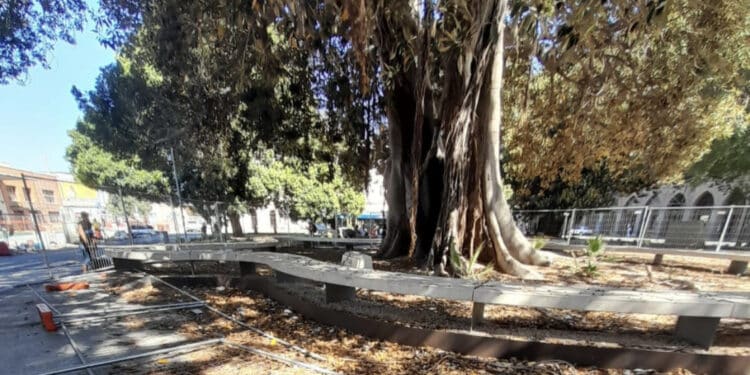 Cagliari, piazza Matteotti deturpata dai vandali: crollano anche le transenne che abbracciano il Ficus secolare