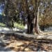 Cagliari, piazza Matteotti deturpata dai vandali: crollano anche le transenne che abbracciano il Ficus secolare