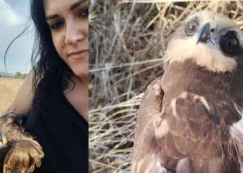 San Gavino Monreale, Falco della Palude con un’ala spezzata salvato da una cittadina: “Speriamo guarisca presto”