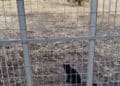 Assemini, via Iglesias ripulita: la Regione Sardegna “ha finalmente provveduto alla pulizia del terreno di sua proprietà“