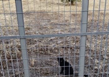 Assemini, via Iglesias ripulita: la Regione Sardegna “ha finalmente provveduto alla pulizia del terreno di sua proprietà“