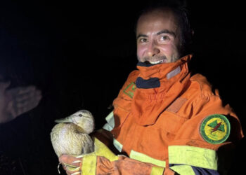 Le vittime innocenti dei roghi in Sardegna: animali arsi vivi, ogni incendio provoca morte e distruzione: “Ma c’è sempre spazio per la vita”
