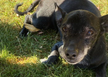 Decimomannu, cagnolino preso a calci al parco: “Chiedo giustizia, chi ha visto mi aiuti”