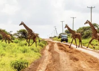Incidente stradale in Kenya, morta una turista italiana