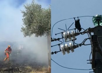 Quartucciu, cornacchia rimane folgorata nei tralicci dell’alta tensione e scoppia un incendio: distrutto un terreno privato