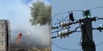 Quartucciu, cornacchia rimane folgorata nei tralicci dell’alta tensione e scoppia un incendio: distrutto un terreno privato