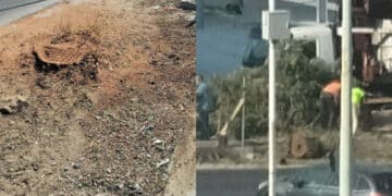 Quartu Sant’Elena, giù lo storico albero di viale Marconi e i residenti insorgono: “Alla faccia del riscaldamento globale”