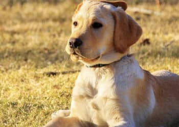 Quartu, vietato asciare gli animali in balconi e cortili senza riparo dal sole