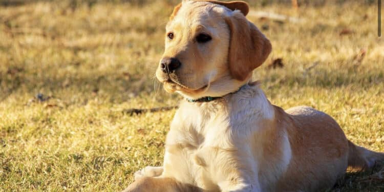 Quartu, vietato asciare gli animali in balconi e cortili senza riparo dal sole
