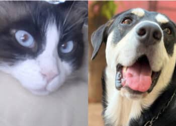 Capoterra: un’ordinanza del sindaco vieta di lasciare gli animali domestici all’aperto senza riparo nelle ore più calde