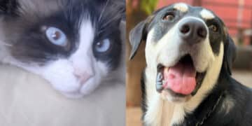 Capoterra: un’ordinanza del sindaco vieta di lasciare gli animali domestici all’aperto senza riparo nelle ore più calde
