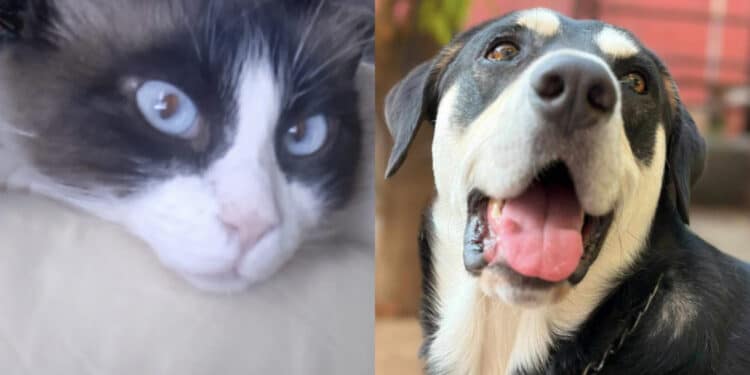 Capoterra: un’ordinanza del sindaco vieta di lasciare gli animali domestici all’aperto senza riparo nelle ore più calde