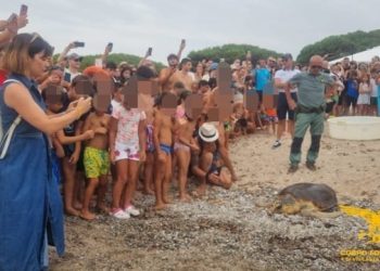 Tortolì, la tartaruga ferita e guarita torna a nuotare nel suo mare