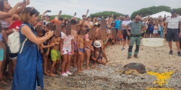 Tortolì, la tartaruga ferita e guarita torna a nuotare nel suo mare