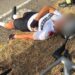 Cagliari, auto pirata investe un ciclista in viale Monastir: “Un gesto grave e vigliacco”