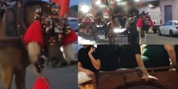 Quartu, la festa per il Santo fa insorgere gli animalisti: “Cavalli costretti a trainare calessi con oltre 10 persone”