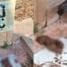 Cagliari, un “defecatore seriale” prende di mira l’unica fontanella del Terrapieno