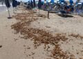 Cagliari, al Poetto ancora alghe e sporcizia: turisti e residenti furibondi
